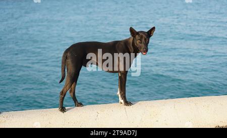 Ein schwarzer Hund, der auf einer Brücke steht und auf das Meer blickt. Lächelnd mit offenem Mund, starker Hund, der draußen auf der Straße steht. Stockfoto