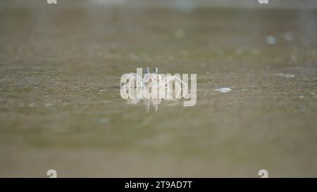 Kleine Krabbe am Sandstrand. Bild einer Krabbe aus Nahaufnahme. Kleine mediterrane Krabbe. Seekrebben laufen am Sandstrand entlang. Stockfoto