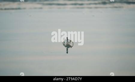 Kleine Krabbe am Sandstrand. Bild einer Krabbe aus Nahaufnahme. Kleine mediterrane Krabbe. Seekrebben laufen am Sandstrand entlang. Stockfoto