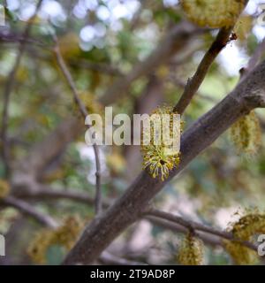 Nahaufnahme der männlichen Blüten eines Johannisbrotbaums der Johannisbrot (Ceratonia siliqua) ist ein blühender immergrüner Baum oder Sträucher aus der Unterfamilie der Caesalpinioideae o Stockfoto