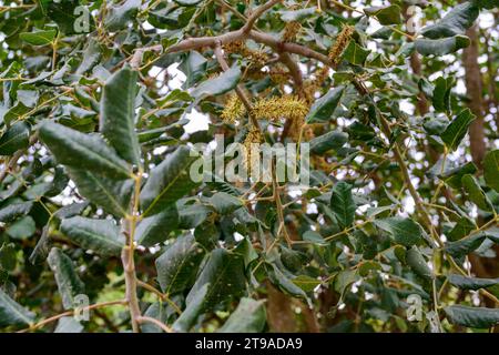 Nahaufnahme der männlichen Blüten eines Johannisbrotbaums der Johannisbrot (Ceratonia siliqua) ist ein blühender immergrüner Baum oder Sträucher aus der Unterfamilie der Caesalpinioideae o Stockfoto