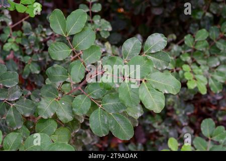 Nahaufnahme der männlichen Blüten eines Johannisbrotbaums der Johannisbrot (Ceratonia siliqua) ist ein blühender immergrüner Baum oder Sträucher aus der Unterfamilie der Caesalpinioideae o Stockfoto