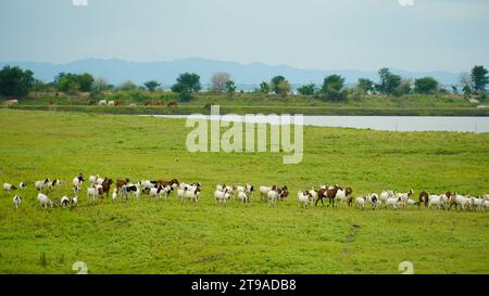 Ziegen grasen auf der grünen Wiese des Bauernhofs vor dem Hintergrund einer wunderschönen Landschaft. Stockfoto