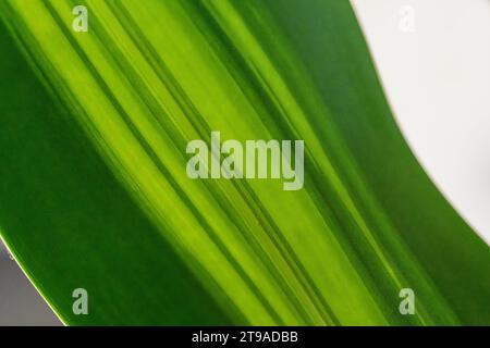 Dracaena - Lemon Lime Houseplant abstrakte Muster eines grünen Blattes Stockfoto