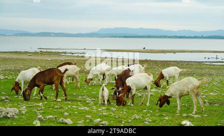 Ziegen grasen auf der grünen Wiese des Bauernhofs vor dem Hintergrund einer wunderschönen Landschaft. Stockfoto