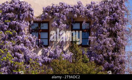Wisteria-Reben mit violetten Blüten sind über einem Gebäude verziert und verleihen den Fenstern einen farbenfrohen Blumenrahmen an der Wand. Stockfoto