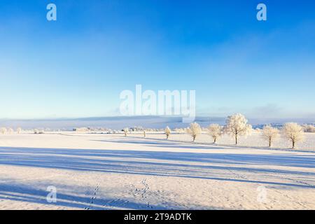 Blick auf eine winterliche Landschaft und eine Reihe frostiger Bäume auf einem Feld mit Tierspuren im Schnee, Schweden Stockfoto