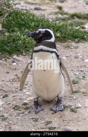 Magellanpinguin (Spheniscus magellanicus), Cabo Dos Bahias, Chubut, Argentinien Stockfoto