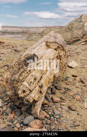 Versteinerter Baum, versteinerter Wald Sarmiento, Provinz Chubut, Argentinien Stockfoto