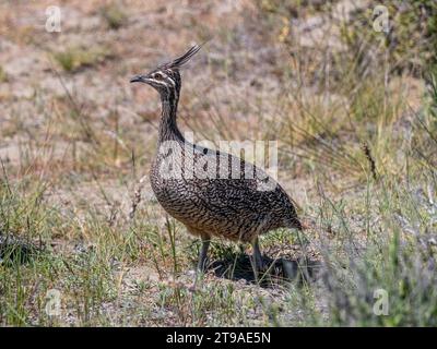 Elegantes Haubentinamou (Eudromia elegans), punta Valdes, Halbinsel Valdes, Provinz Chubut, Argentinien Stockfoto