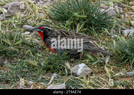 Langschwanzmäulchen (Leistes loyca), Cabo Dos Bahias, Chubut, Argentinien Stockfoto