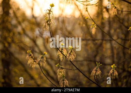 Blütenstände mit Boxelderahornblättern an Zweigen im Frühjahr, Acer negundo Stockfoto