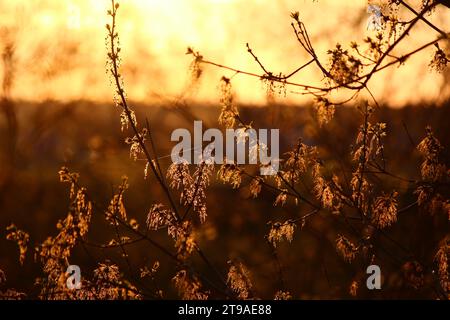 Blütenstände mit Boxelderahornblättern an Zweigen im Frühjahr, Acer negundo Stockfoto