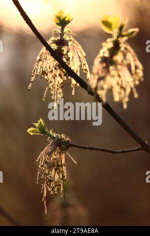 Blütenstände mit Boxelderahornblättern an Zweigen im Frühjahr, Acer negundo Stockfoto