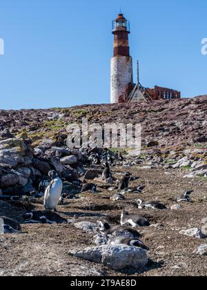 Kolonie der Magellanischen Pinguine (Spheniscus magellanicus), Leuchtturm von Penguin Island, Provinzreservat Pinguino Island, Puerto Deseado, Santa Cruz Stockfoto