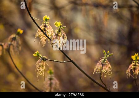 Blütenstände mit Boxelderahornblättern an Zweigen im Frühjahr, Acer negundo Stockfoto