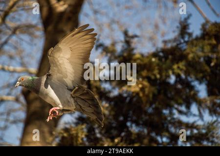 Einzige Taube mit Flügeln in der Luft öffnen Stockfoto