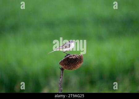 Westlich, gelber Bachstelz, Vogel auf der Sonnenblume. Grasfeld, als Hintergrund. Natürliche Umwelt. Motacilla flava. Stockfoto