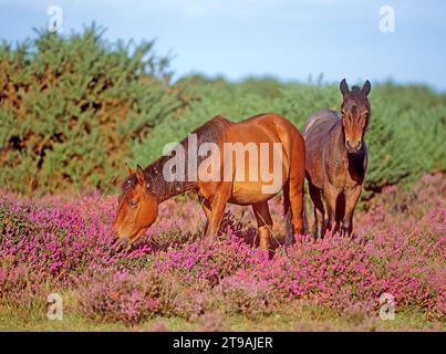 Frei umherziehende New Forest Ponys in Beaulieu Heath zwischen Heidekraut und Ginster. New Forest National Park, England Stockfoto