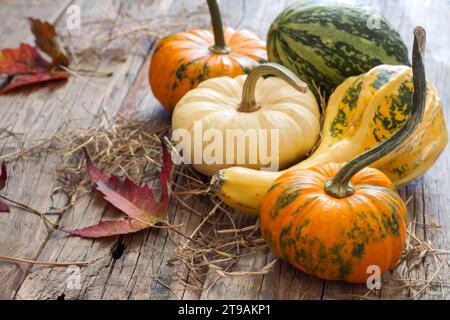 Herbstkürbisse auf alten Holzbrettern Stockfoto
