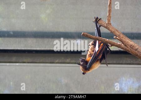 Schlafende Fledermaus auf einem Baum. Die graue Langohr-Fledermaus (Plecotus austriacus) ist eine ziemlich große europäische Fledermaus. Er hat markante Ohren, lang und mit einem Stockfoto