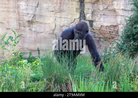 Bonobo geht durch das Gras in Wilhelma, Zoo in Stuttgart, Süddeutschland Stockfoto