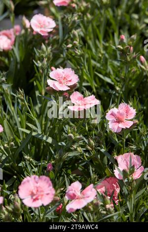 Dianthus, rosa Nelkenblüten und Pflanzen Textur Hintergrund im Frühling, Sonnenlicht Stockfoto