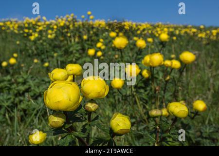 Feld der Globeflowers Trollius europaeus, blühend in der frühen Morgensonne, Upper Teesdale, North Pennines, Co Durham, Mai Stockfoto