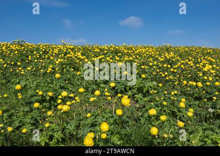 Auffälliges goldenes Gelb der Globeflowers Trollius europaeus, blüht auf einem Feld in Upper Teesdale, North Pennines, Co Durham, Mai Stockfoto