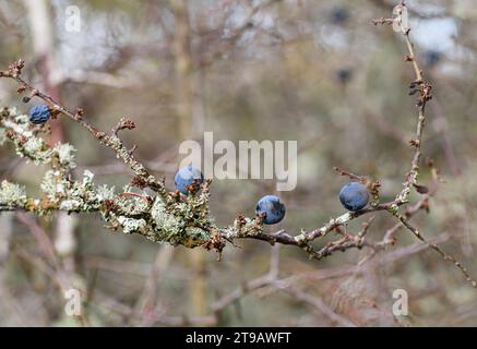 Flechten bedeckte Zweige mit Sloe Beeren Stockfoto
