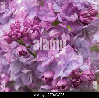 Flieder Syringa, gemeiner Flieder, kleine rosa Flieder Blüten produzieren einen Blumenkopf, duftend, Makro, County Durham, Mai Stockfoto