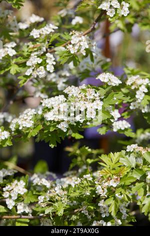 Crataegus monogyna, Weißdornpflanze und weiße Blüten im Frühlingssonnenlicht Stockfoto