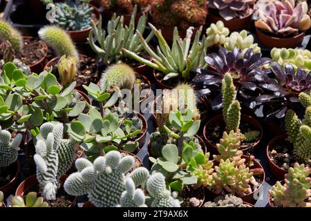 Sukkulente Pflanzen und kleiner Kaktustexturhintergrund im Frühlingssonnenlicht Stockfoto