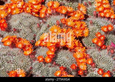 Rebutia flavistyla, Kaktuspflanzen mit orangefarbenen Blüten Textur Hintergrund im Sonnenlicht Stockfoto