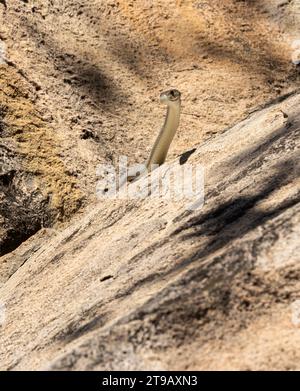 Eine große Schwarze Mamba sucht aktiv um einen Granitkoppie, der Heimat eines Clan von Bush Hyrax ist. Schnell und tödlich sind sie effektive Raubtiere. Stockfoto