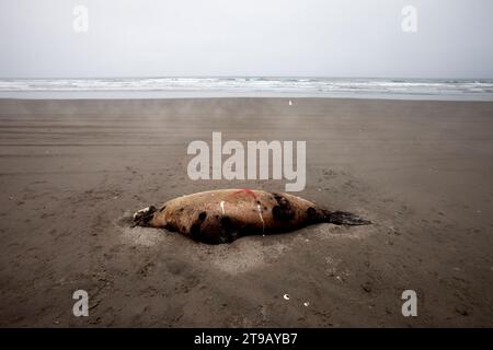 Tote Robben liegen am Strand in bedecktem Licht. Stockfoto