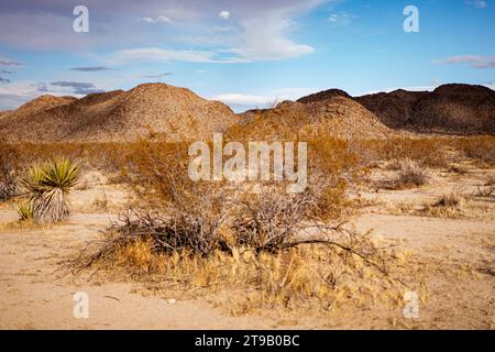 Wüstenpflanzen vor dem Hintergrund der Joshua-Baumberge Stockfoto