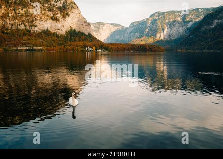 Schwan auf einem Bergsee im kleinen Städtchen Hallstatt in den Alpen Stockfoto