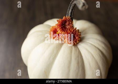 Nahaufnahme von orangen Müttern auf einem weißen Kürbis Stockfoto