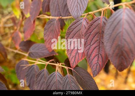 Rote und braune Blätter mit verschwommenem Hintergrund Stockfoto