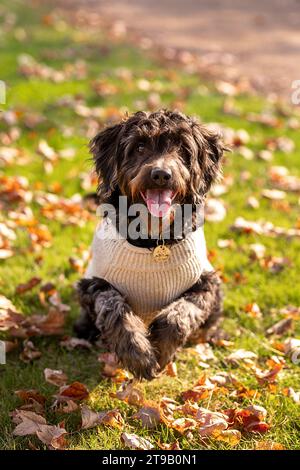 Schwarzes Labradoodle in einem Pullover, der durch die Blätter läuft Stockfoto