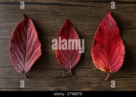 Drei rote Blätter vor einem Holzhintergrund in natürlichem Licht Stockfoto