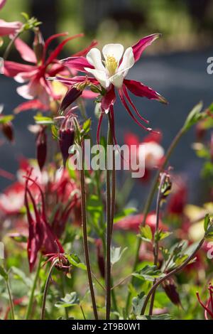 Kolumbine, Aquilegia rote und weiße Blumen im Frühling, Sonnenlicht Stockfoto