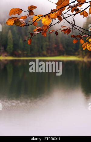 Bunte Blätter über dem Wasser. Waldlandschaft mit See verschwimmt in der Ferne. Wunderschöner Natur Hintergrund Stockfoto
