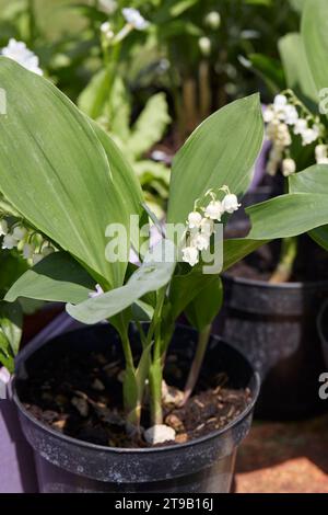 Lily of the Vallley, Convallaria majalis Pflanzen und Blumen im Frühling in Vase, Sonnenlicht Stockfoto