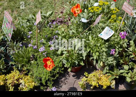 CARAVINO, ITALIEN - 28. APRIL 2023: Pflanzen und Blumen im Frühjahr auf der Messe Tre Giorni per il Giardino im Schloss Masino in der Nähe von Turin, Italien. Stockfoto