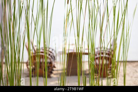 Das grüne Gras auf dem Hintergrund ist ein verschwommener Sitz. Konzeptbild von Urlaub oder Urlaub Stockfoto