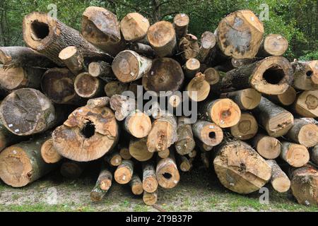 Haufen von Holzstämmen mit Etikett-Barcode in Serbien Stockfoto