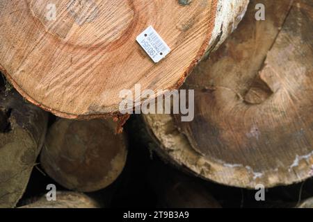 Holzstamm mit Etikett-Barcode in Serbien Stockfoto