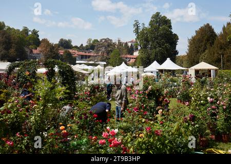 CARAVINO, ITALIEN - 28. APRIL 2023: Rosen Pflanzen im Frühjahr während der Messe Tre Giorni per il Giardino auf der Burg Masino in der Nähe von Turin. Stockfoto